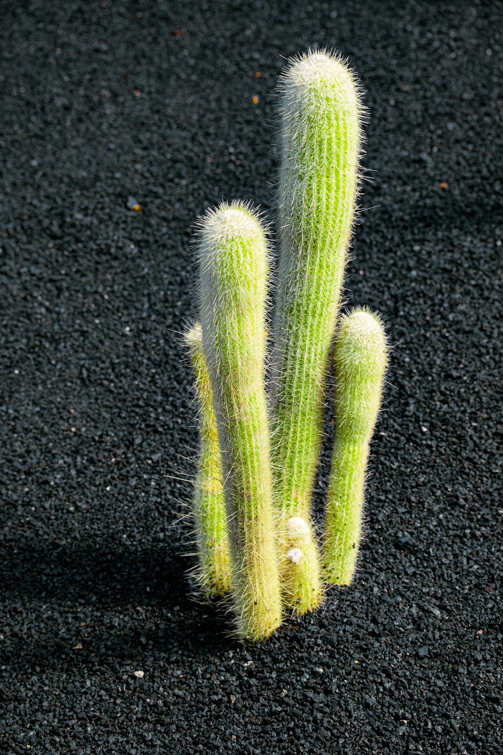 Un pequeño cactus sentado encima de un suelo negro