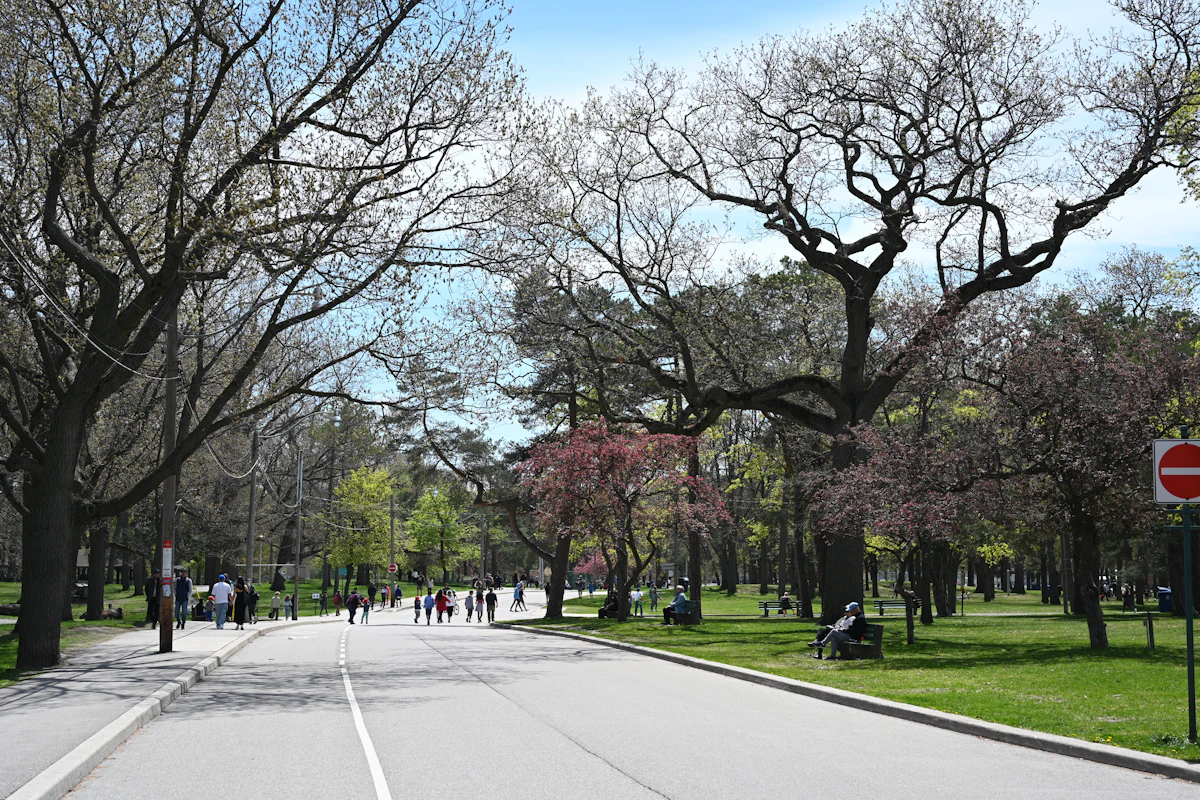 Pessoas caminhando entre cerejeiras em flor no High Park, em Toronto