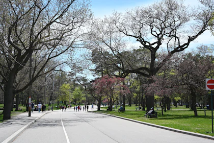 Pessoas caminhando entre cerejeiras em flor no High Park, em Toronto