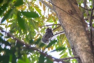 A close-up of a koala resting gently on a eucalyptus tree branch in a sunlit forest.