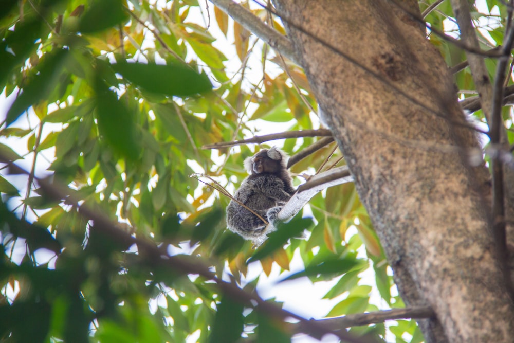 a koala is sitting on a tree branch