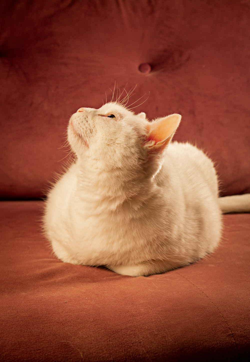 a white cat sitting on top of a red couch