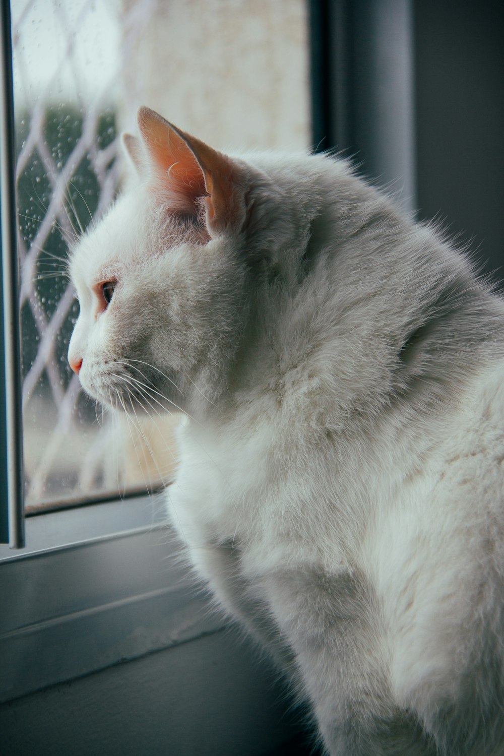 a white cat looking out of a window