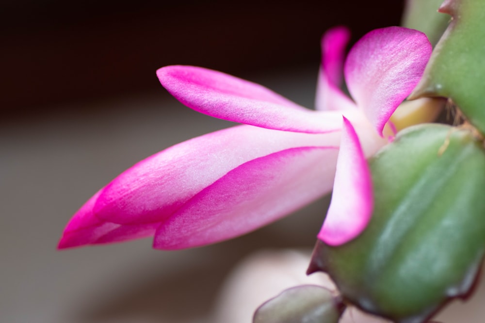 a close up of a pink flower on a plant