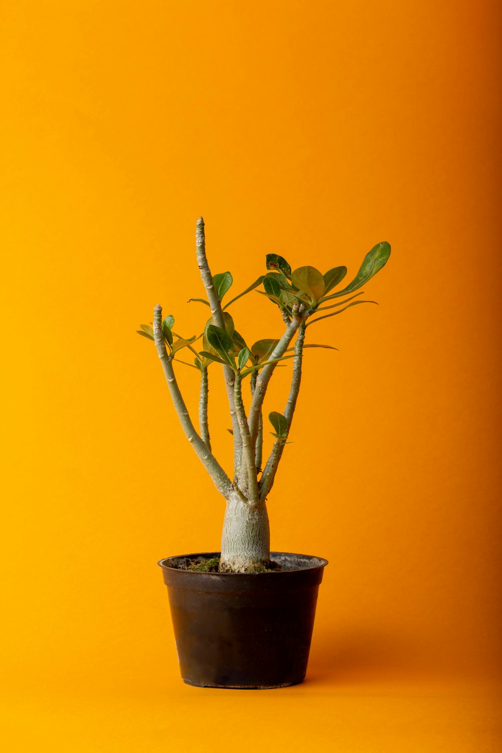 a small potted plant on a yellow background