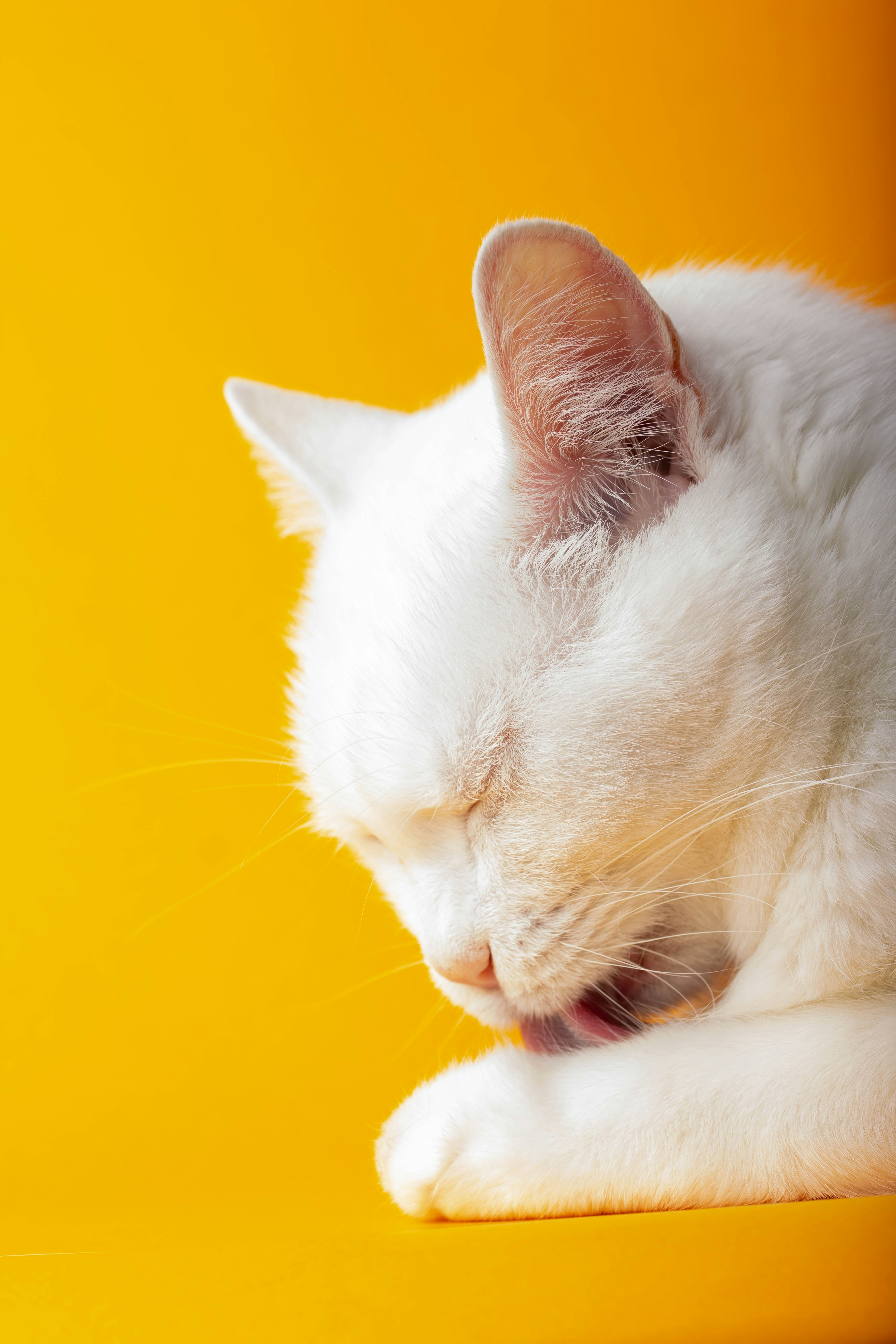 um gato branco deitado em cima de uma mesa amarela