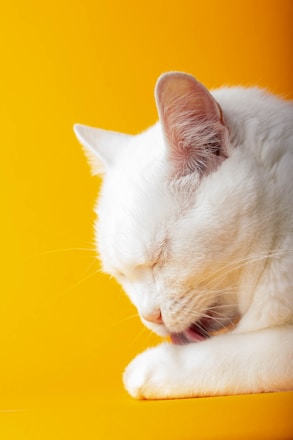 A white cat is grooming itself by licking its paw. The background is a vibrant yellow, creating a striking contrast with the cat's fur.