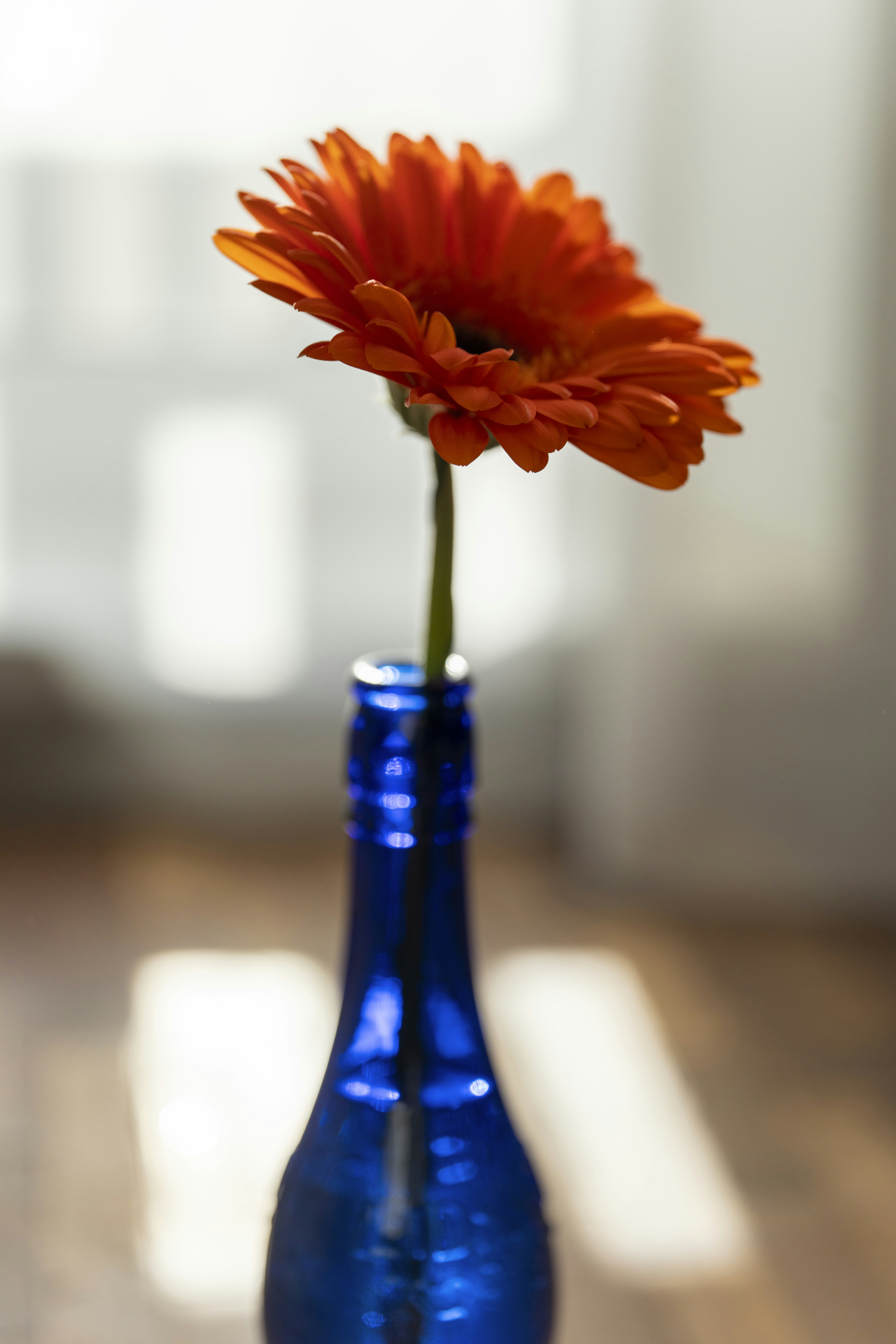 A single orange flower in a blue vase photo Free Saint petersburg