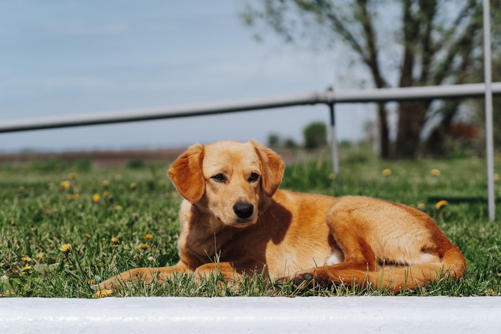 um cão marrom deitado em cima de um campo verde exuberante