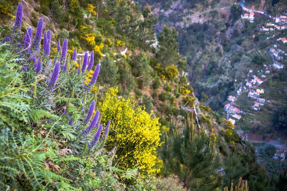 a hillside with purple flowers and a village in the distance