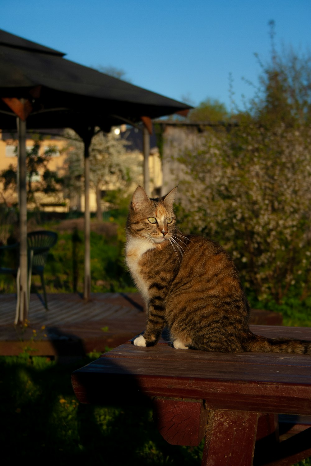 eine Katze, die auf einer Holzbank sitzt