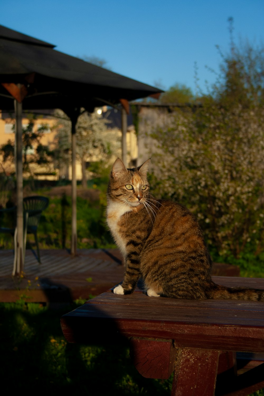 a cat sitting on top of a wooden bench