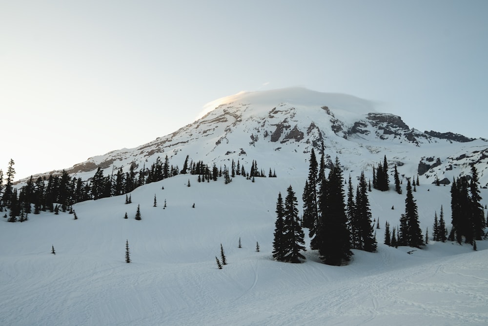 a snow covered mountain with trees in the foreground