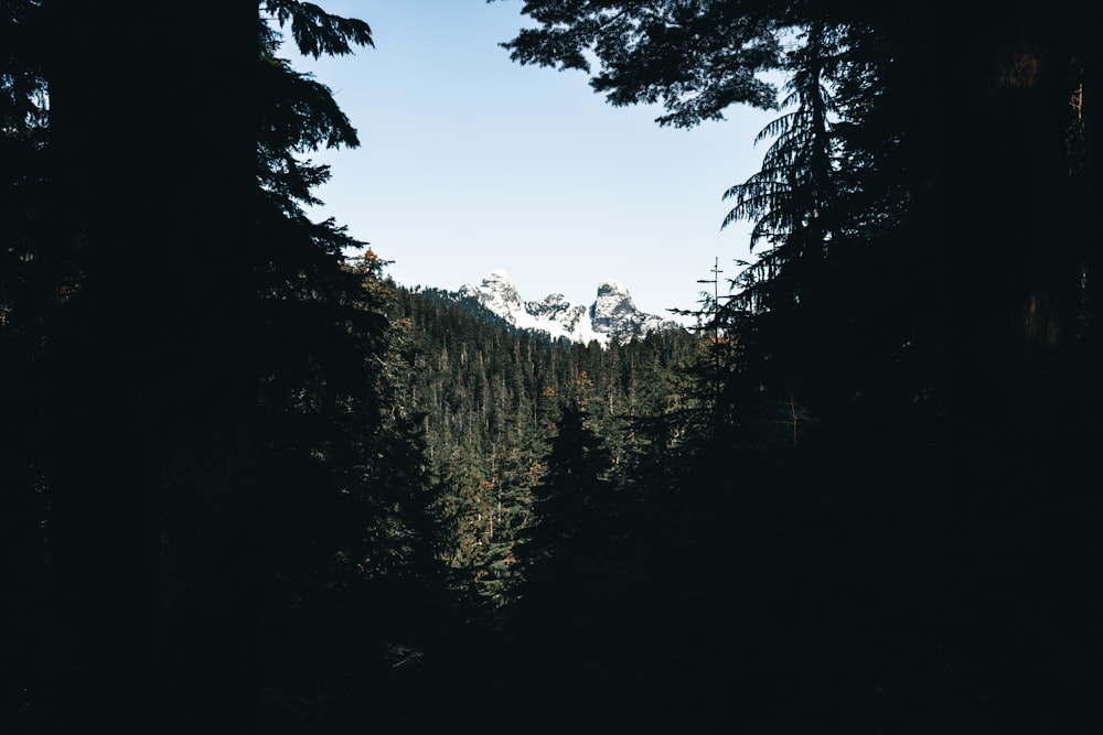 a view of a mountain through some trees