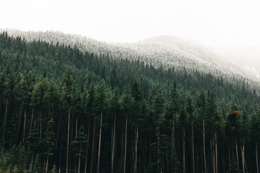 Ein Wald mit einem Berg im Hintergrund