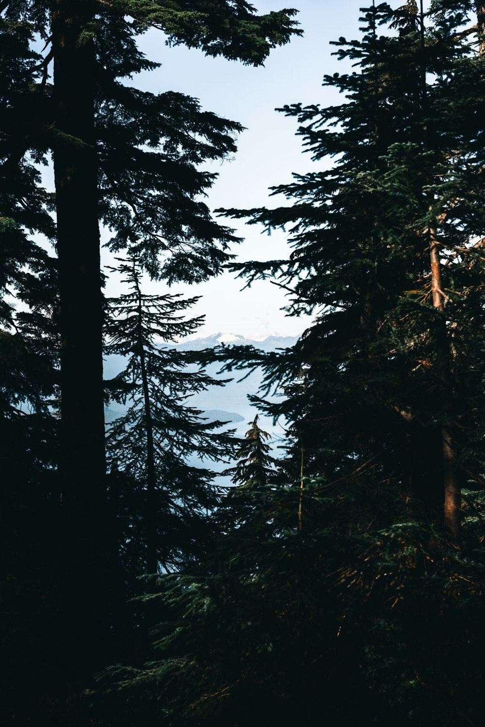 a view of a body of water through some trees