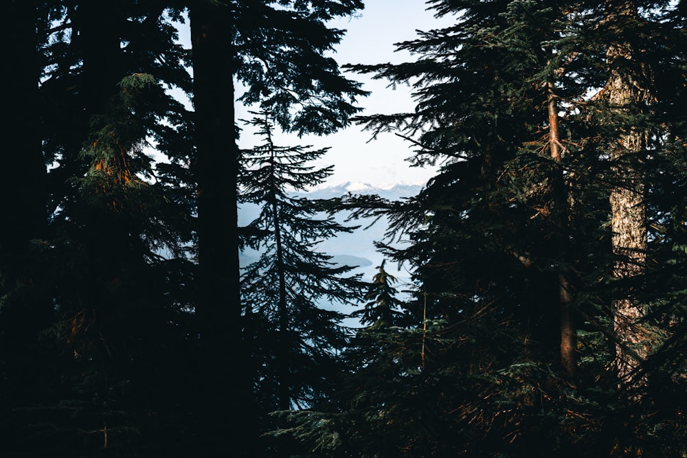 a view of a lake through some trees