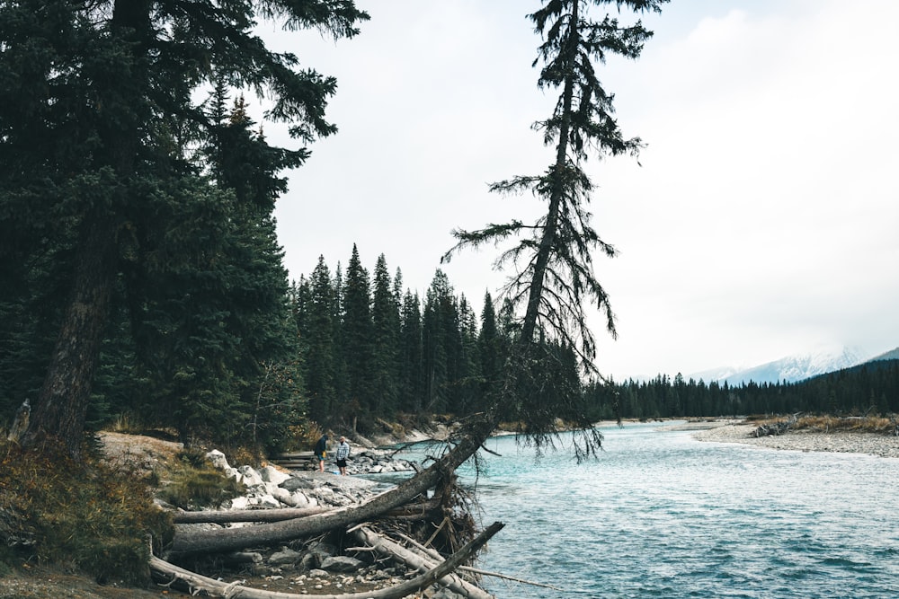 ein Fluss, der durch einen Wald voller Bäume fließt