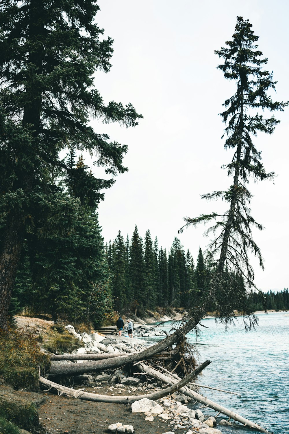 a group of trees that are by a body of water