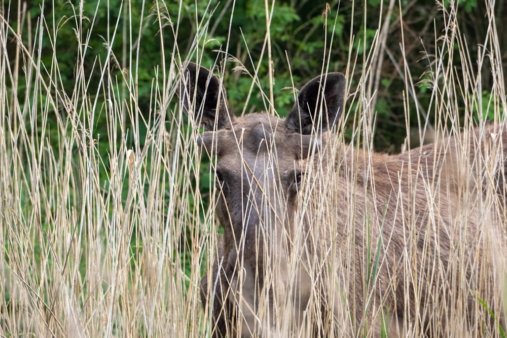 a close up of a animal in a field of tall grass