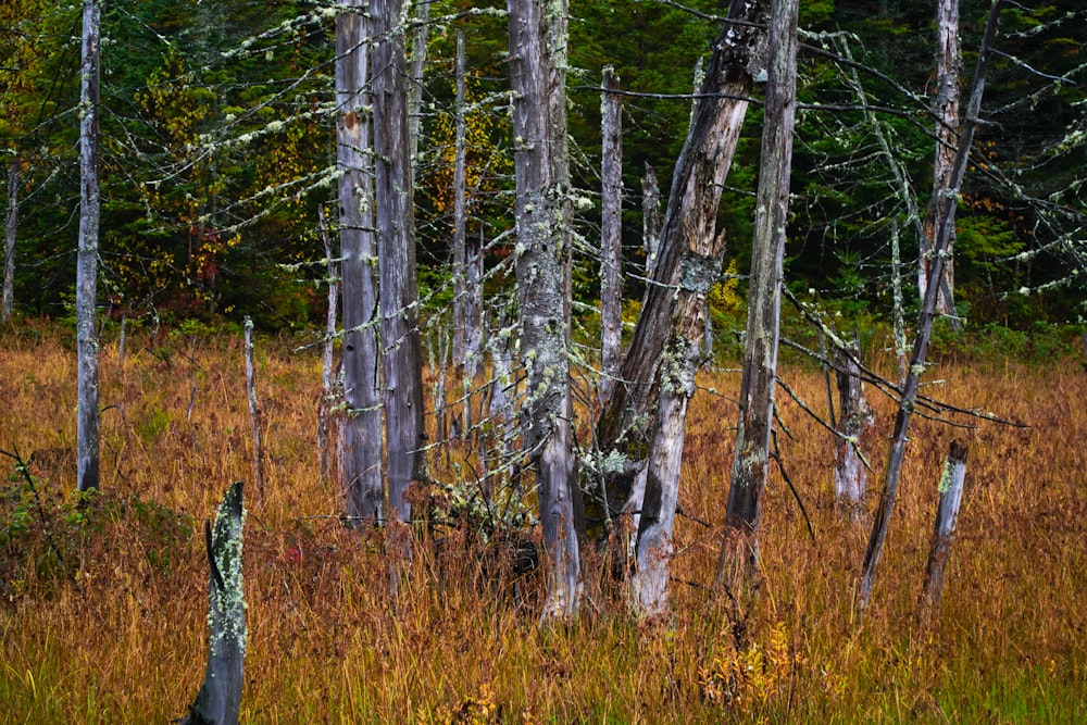 a forest filled with lots of tall trees