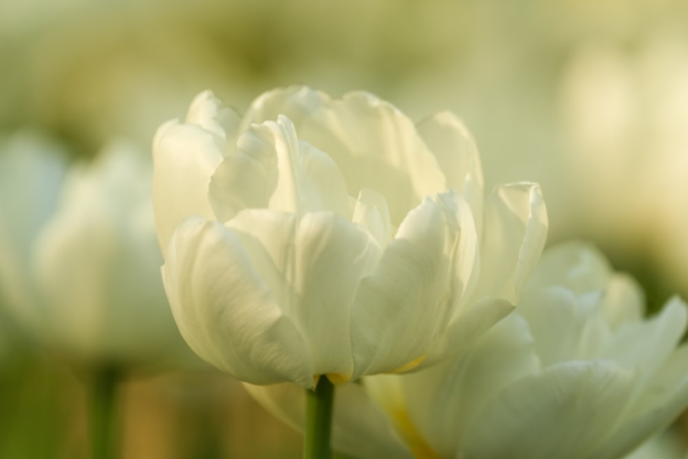 a close up of a bunch of white flowers