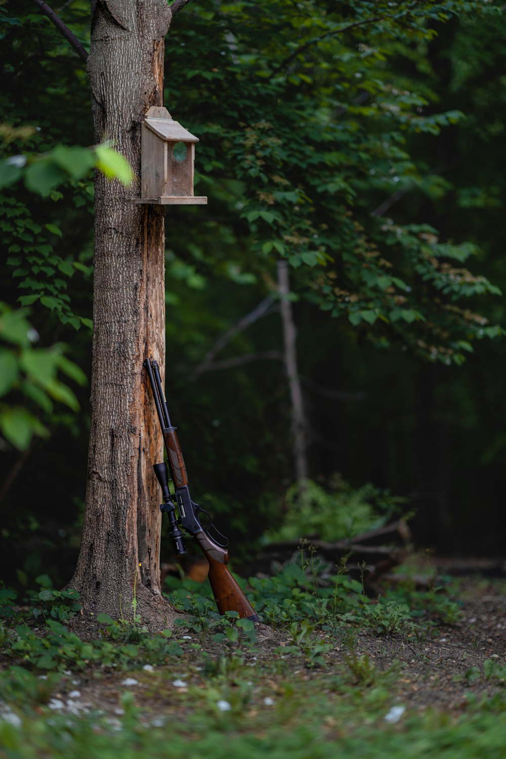 a bird house on a tree with a rifle in the foreground