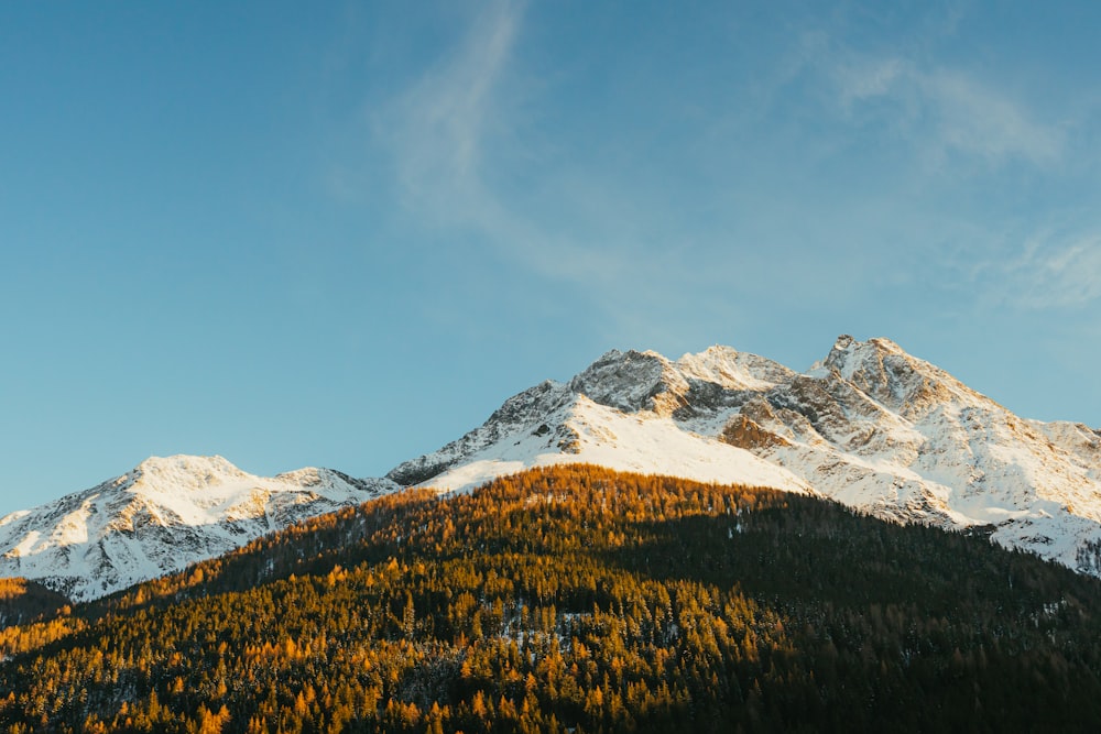 a snow covered mountain with trees in the foreground