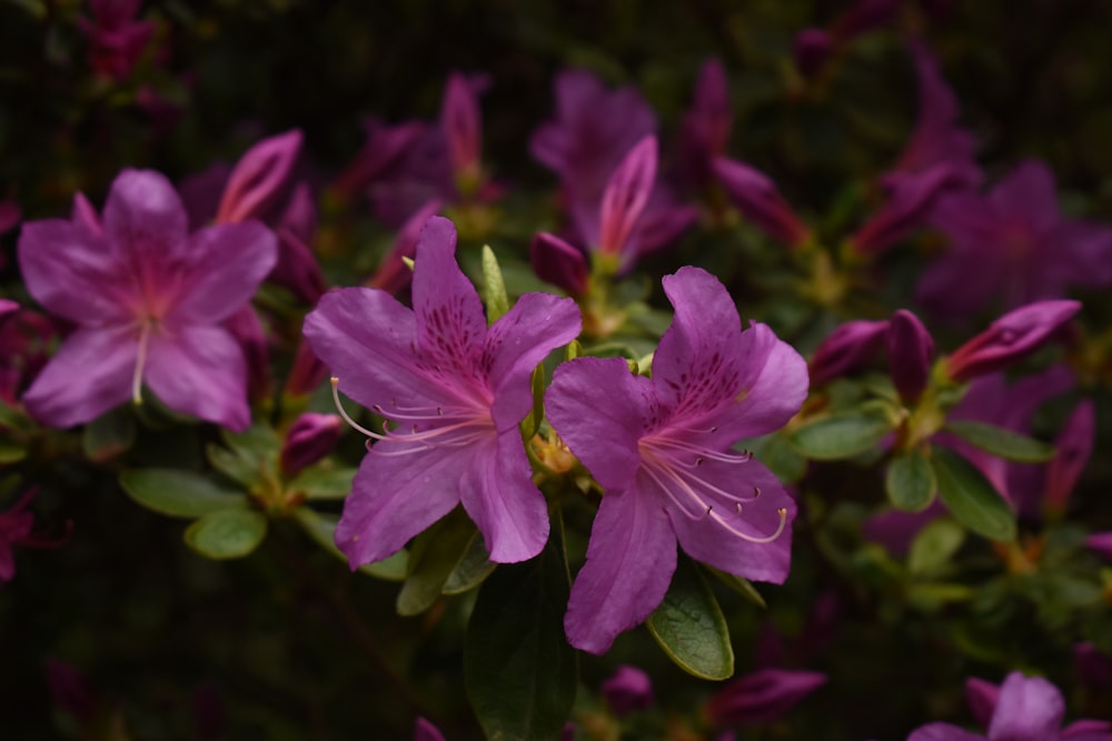 a bunch of purple flowers with green leaves