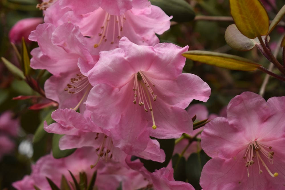 a bunch of pink flowers that are blooming