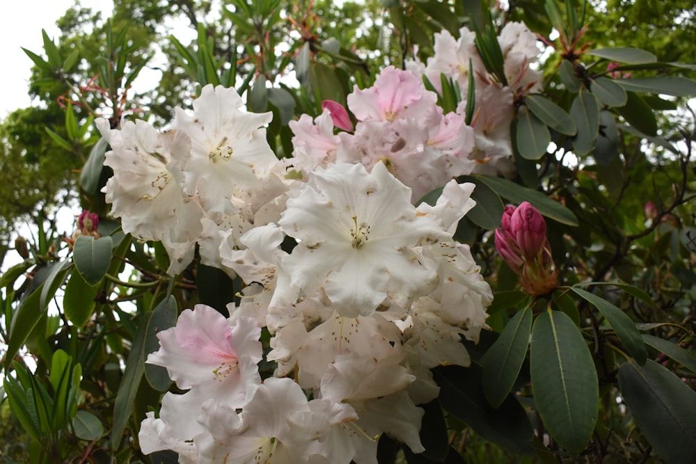 a bunch of white and pink flowers on a tree