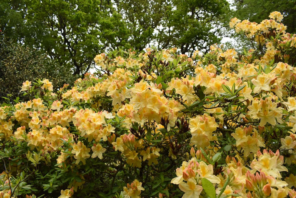 a bush full of yellow flowers in a park