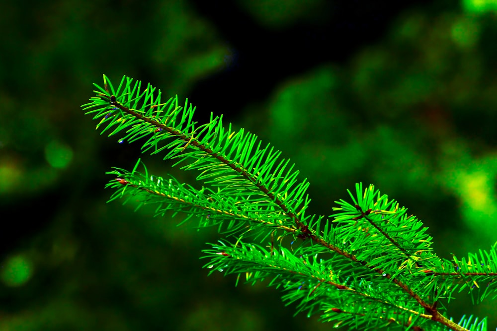 a close up of a pine tree branch