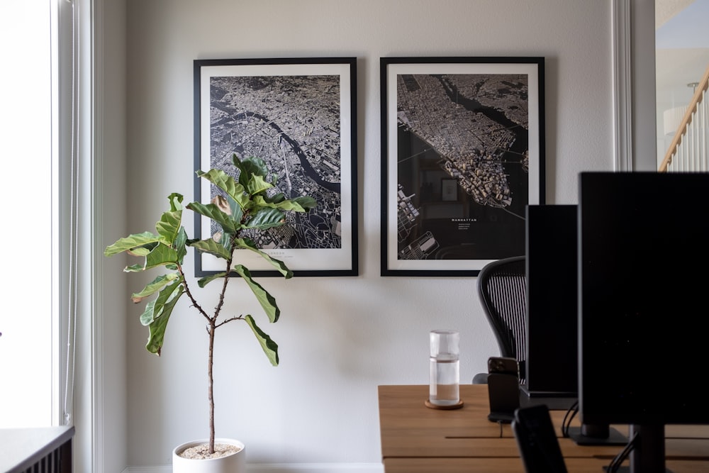 a potted plant sitting on top of a wooden desk