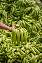 a person holding a bunch of green bananas