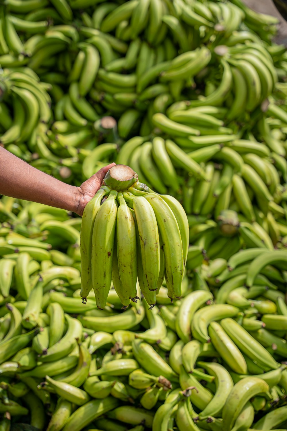 une personne tenant un bouquet de bananes vertes