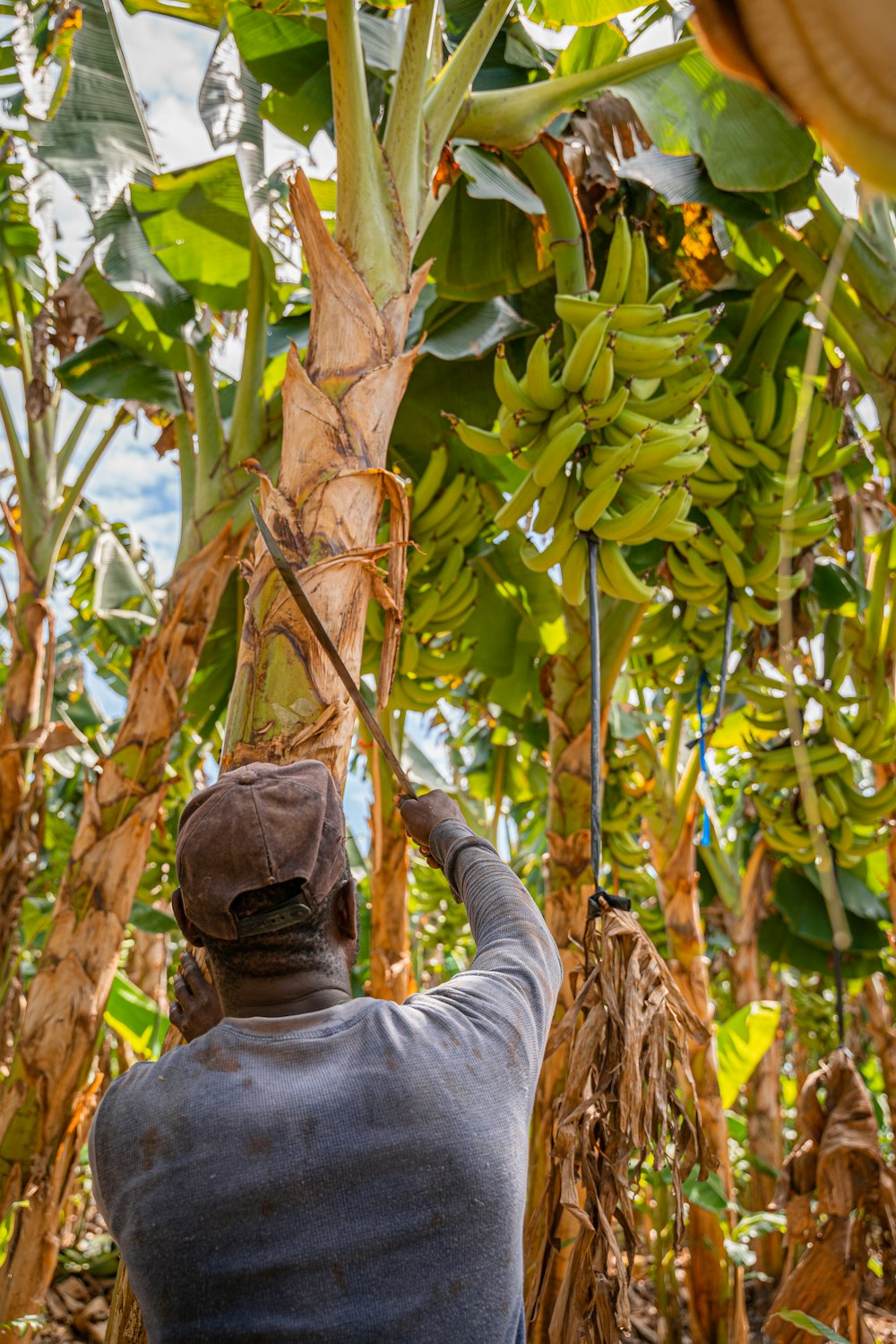 a man is picking bananas from a tree