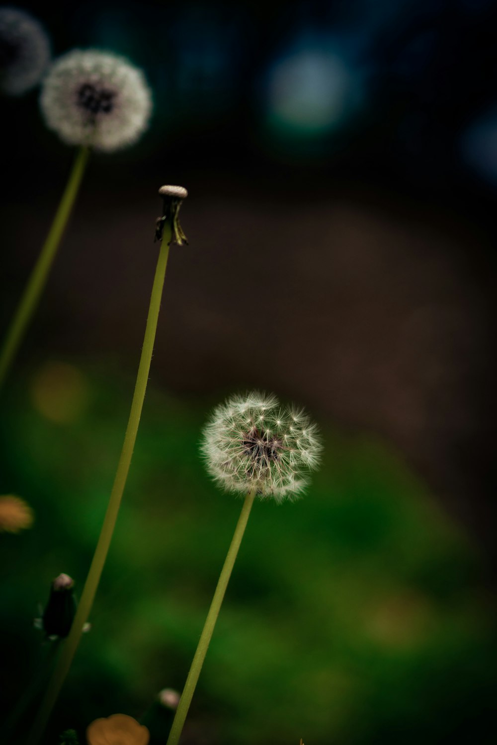 a couple of dandelions sitting on top of a green field