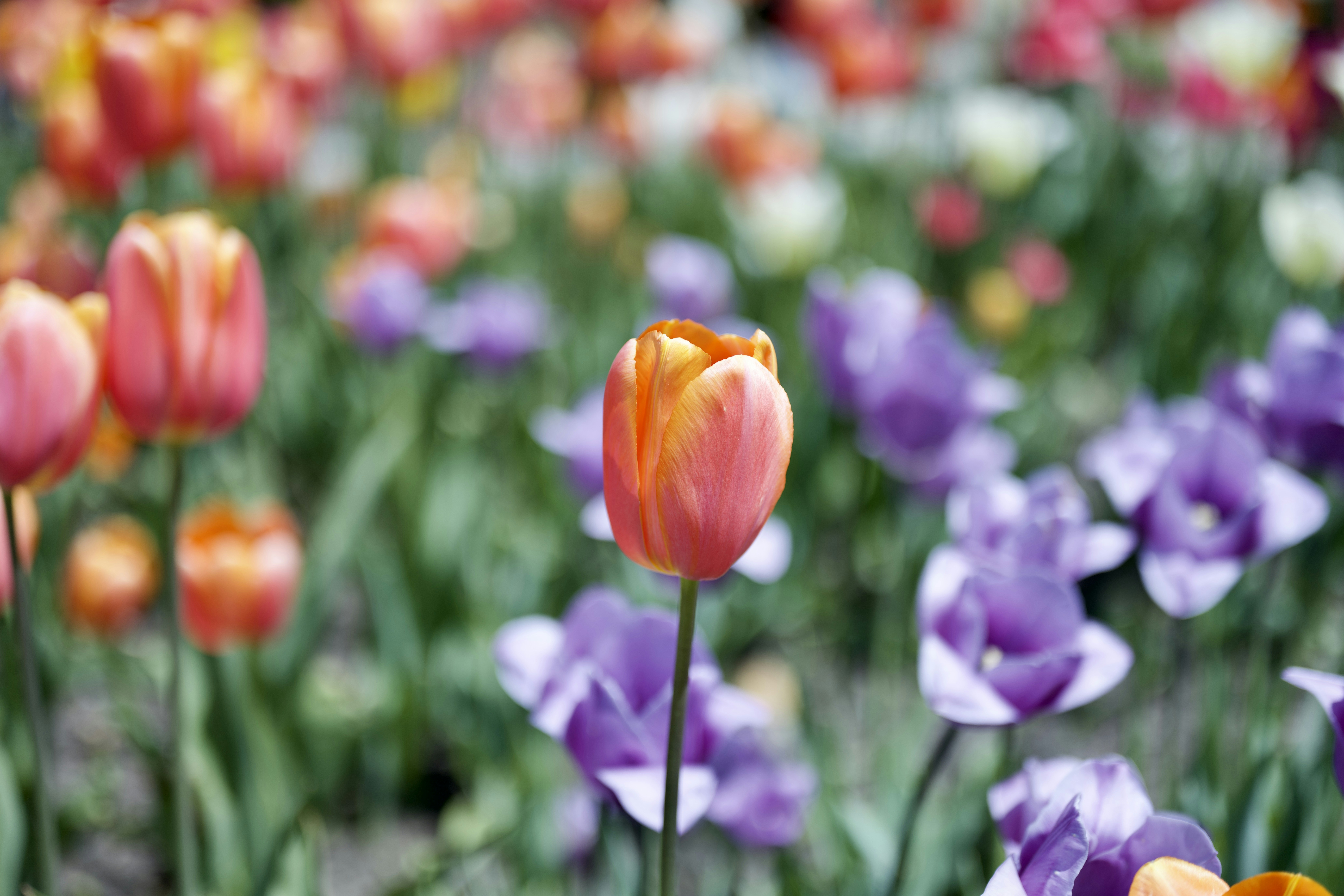 Photo by stevenma1108