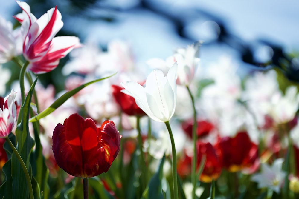 a field of red and white tulips with a blue sky in the background