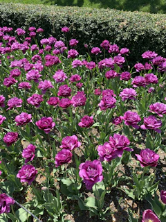 A freshly mulched flower bed with vibrant seasonal blooms under morning sunlight.