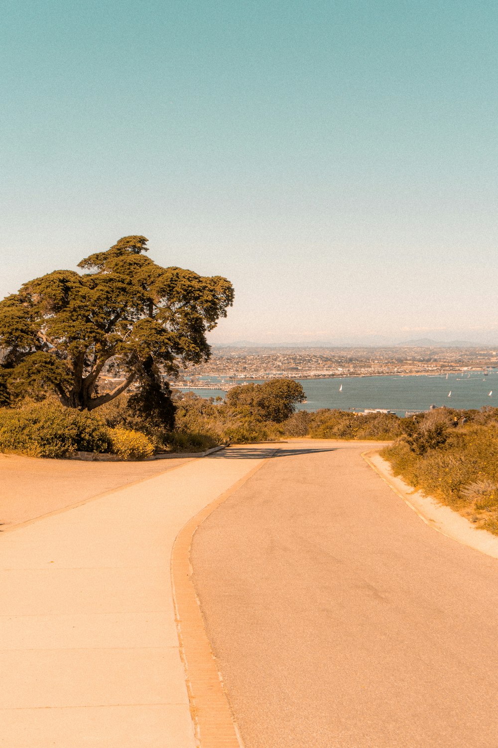 a lone tree on the side of a road