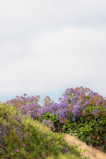 A serene landscape featuring cool purple hues and elements representing sapphic themes.