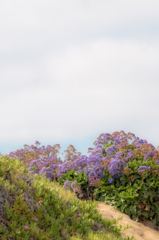 A serene landscape featuring cool purple hues and elements representing sapphic themes.