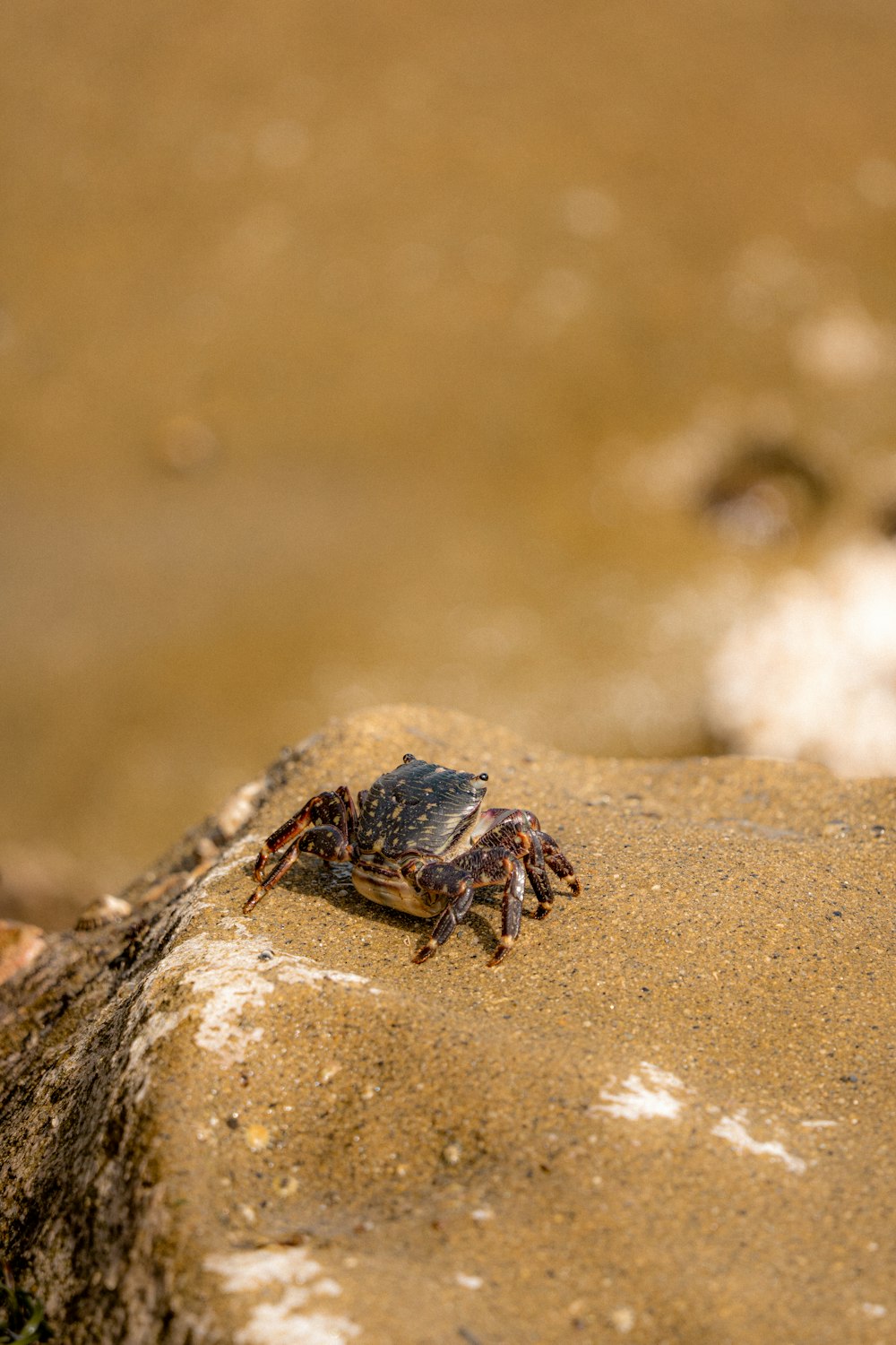 a crab sitting on a rock in the sand