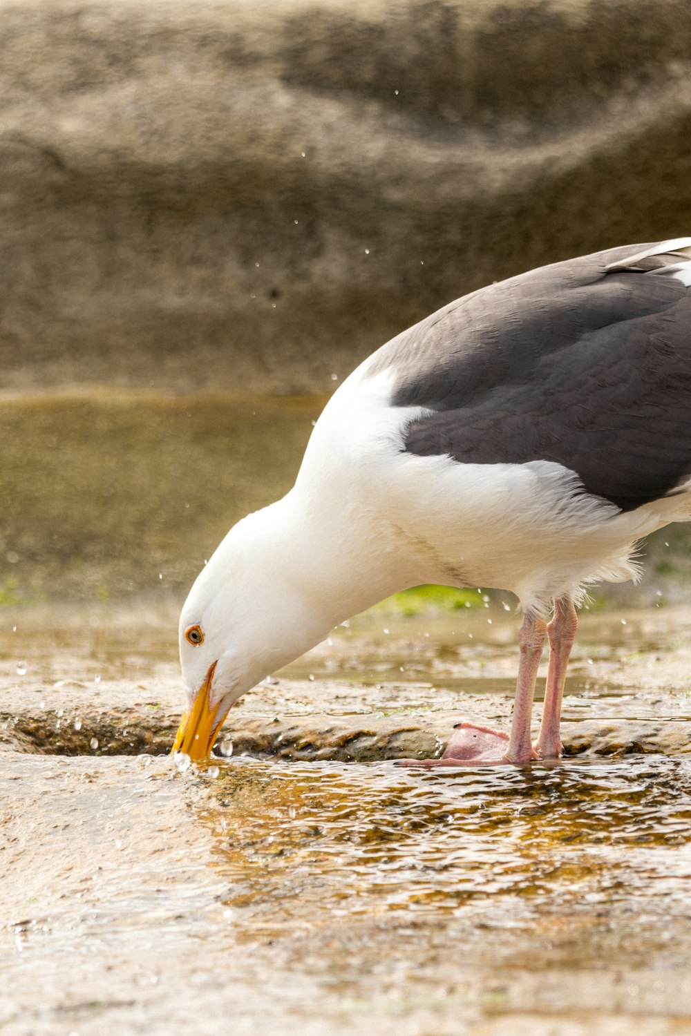 a black and white bird standing on top of a puddle of water