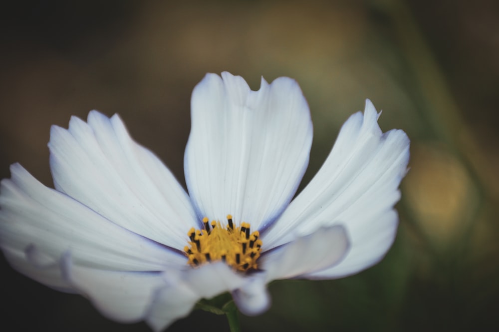 a close up of a white flower with a yellow center