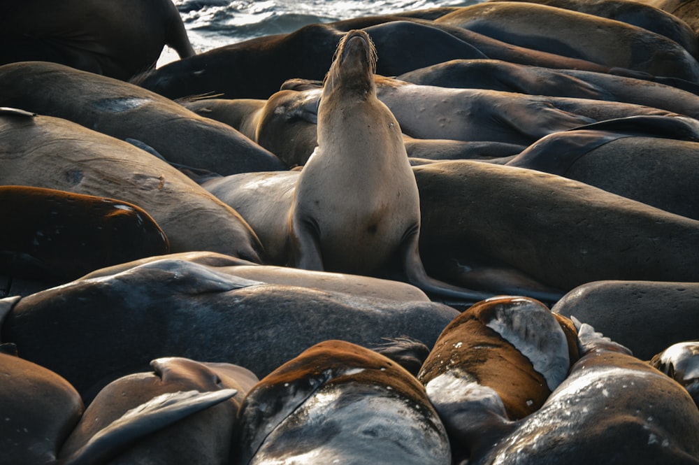 a sea lion standing on top of a pile of rocks