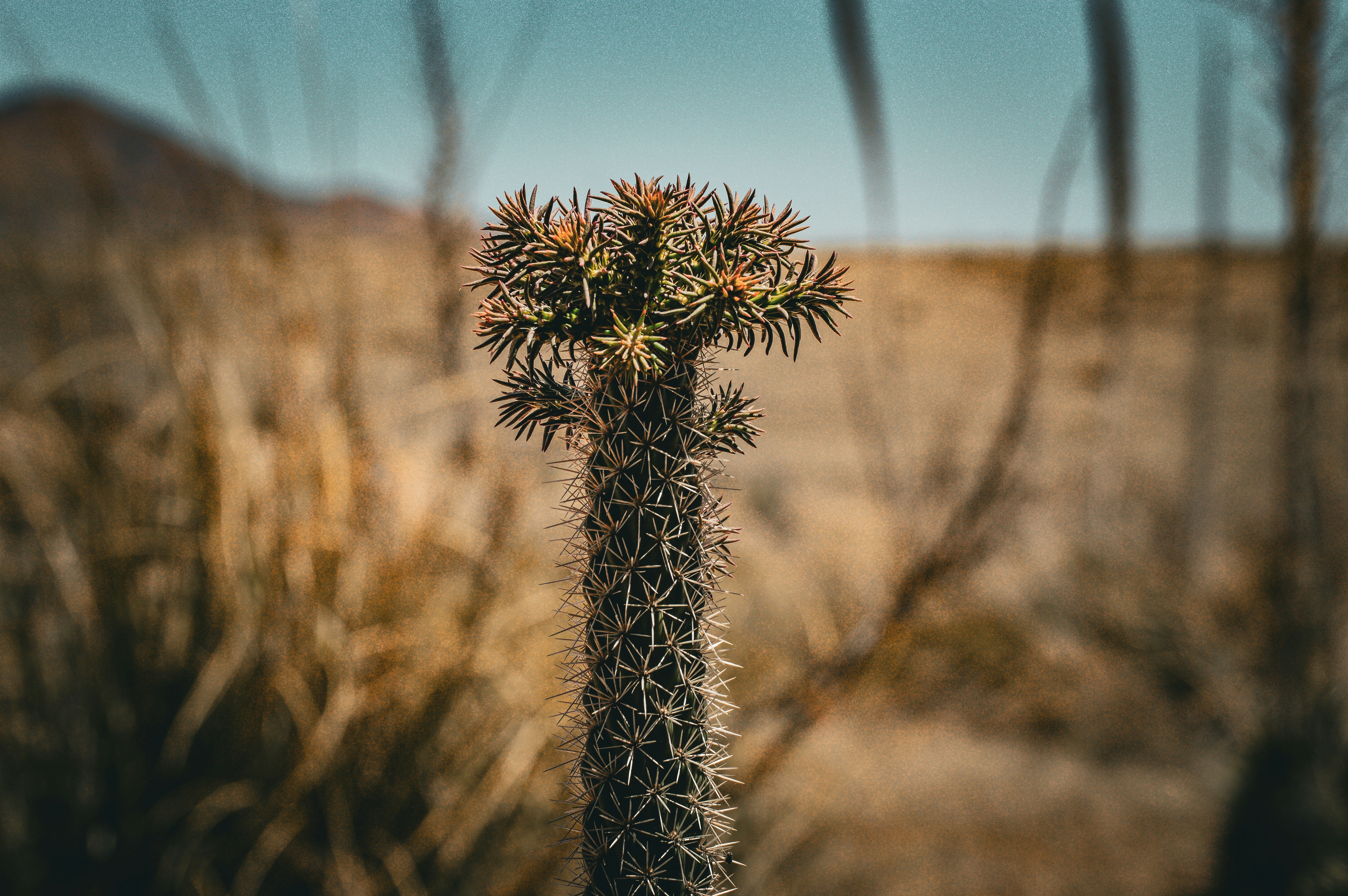 Sonoita Plant Southern Arizona