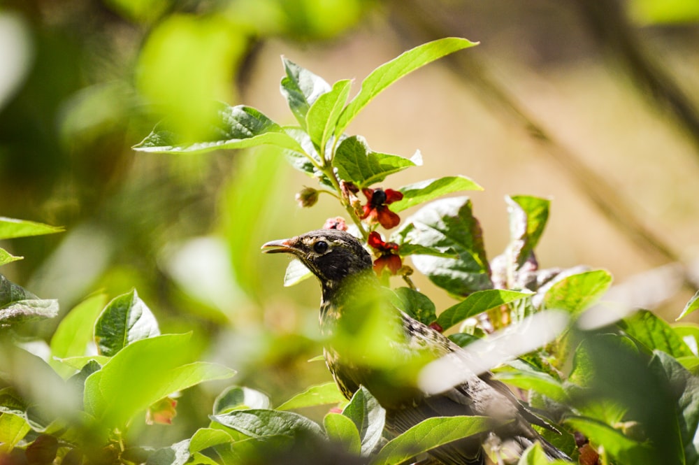 a small bird sitting on top of a tree branch